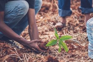 We have now planted over 10000 trees at Project Eden Reforestation Project as part of our continued commitment to global sustainability