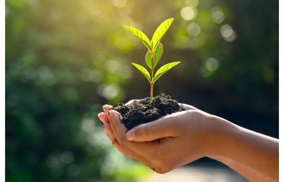 The Craftmill Forest